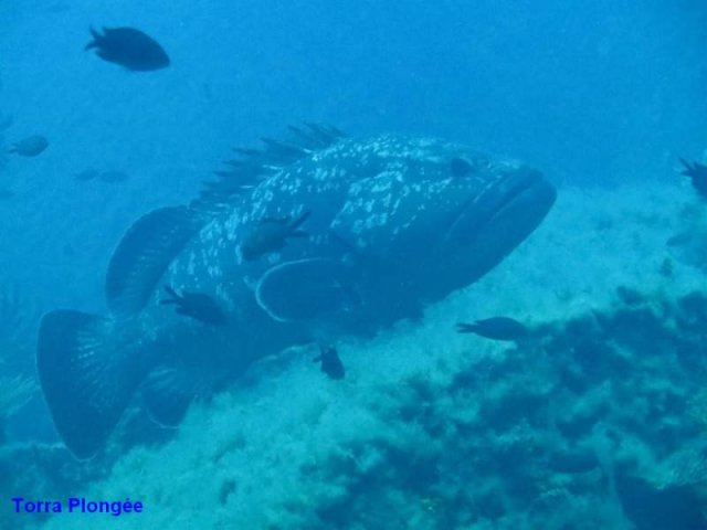 Torra Plongée 