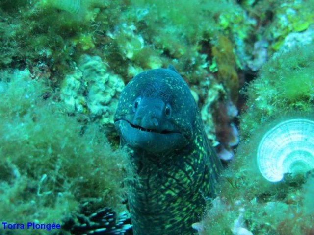 Torra Plongée 