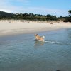 Hunde