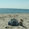 Hunde