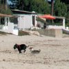Hunde