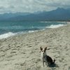 Hunde