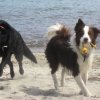 Hunde