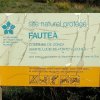 Fautea